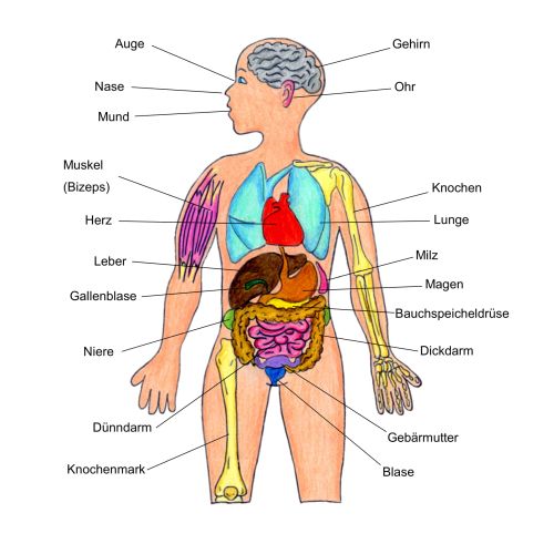 Blick ins Buch Leber 05